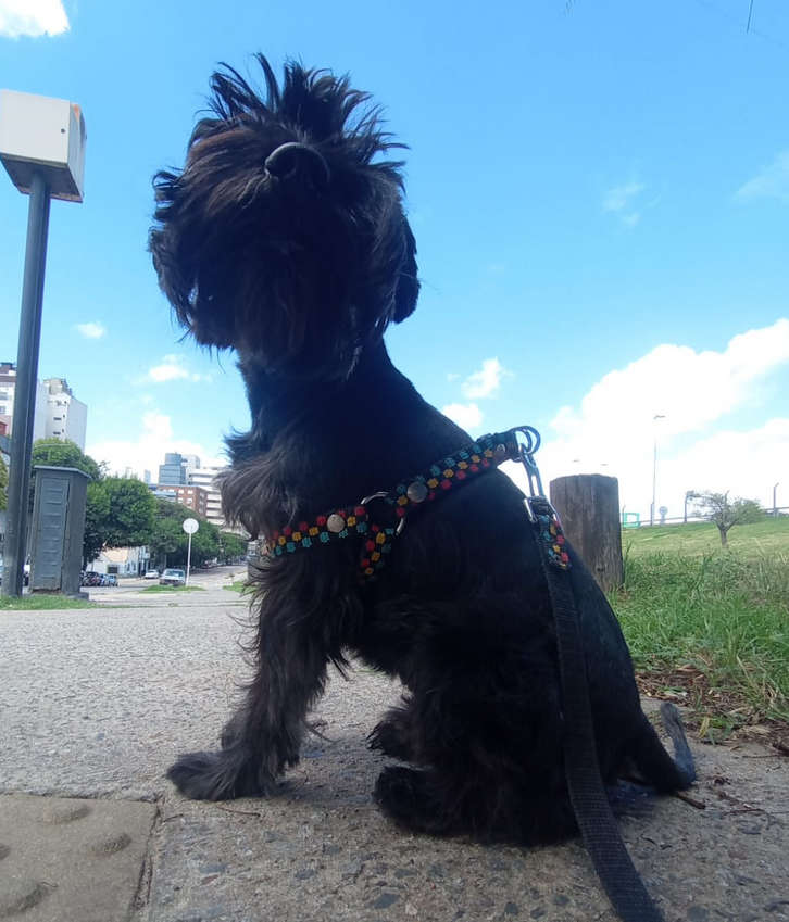 Foto 2 de SIRIUS
