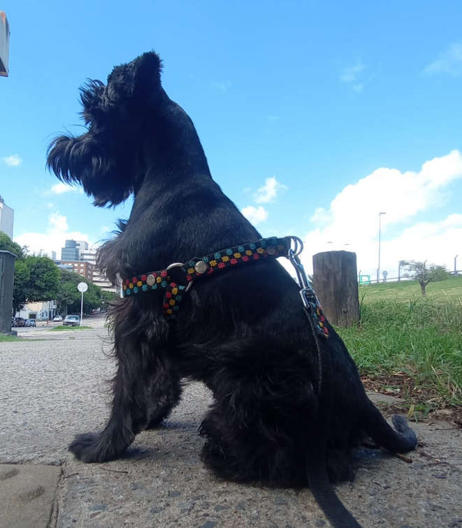 Foto 3 de SIRIUS